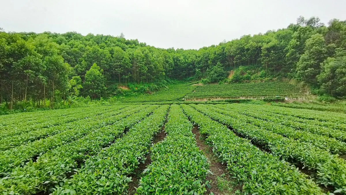 Đồi chè xanh và không gian sản xuất chè tại Thái Nguyên